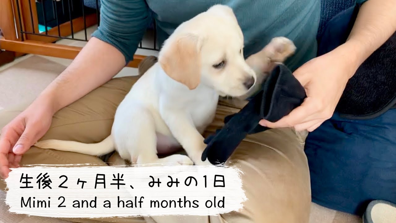 【ラブラドール子犬】生後2ヶ月半、みみの1日/Labrador Mimi 2 and a half months