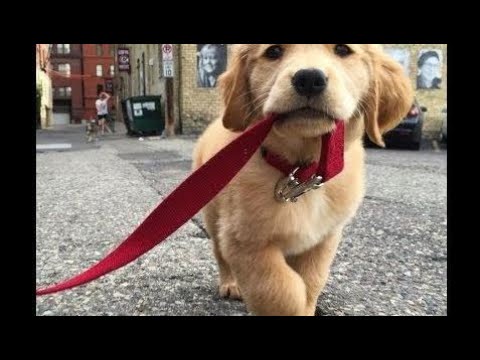 かわいいゴールデンレトリバー子犬たちの動画集が悶絶級に可愛い おもしろハプニング映像 4 レトリーバーといっしょ